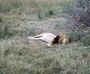 BOTSWANA Roberto e Lidia - 034